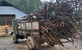 В Джалал-Абадской области были выявлены факты незаконной вырубки лесов