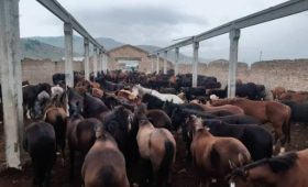 Табун лошадей и стадо КРС задержаны вблизи границы с Казахстаном