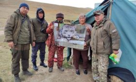 Браконьеру грозит крупный штраф за отстрел козерога на Иссык-Куле
