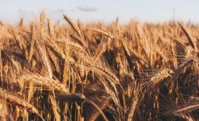Египет хочет покупать зерно из Казахстана вместо российского