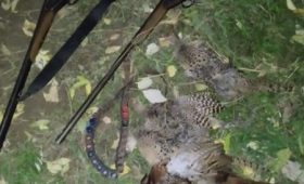 Задержаны двое жителей Ак-Суйского района, незаконно охотившиеся на фазанов