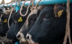 14 скотных рынков Кыргызстана получили штрафы на сумму 122 тысяч сомов