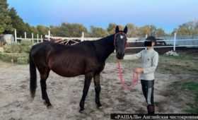 Камчы Кольбаев держал породистых лошадей стоимостью 500 тысяч долларов