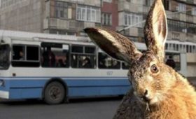 В общественном транспорте Бишкека будут выявлять “зайцев”