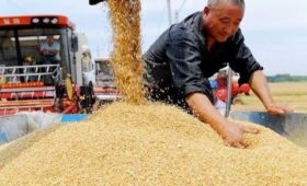 Объем производства зерна в КНР в 2023 году достиг рекордно высокого уровня