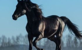 В Бишкеке на ипподроме “Ак-Кула” пройдет выставка племенных лошадей
