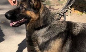 В  2023 году служебные собаки раскрыли 100 наркопреступлений в Кыргызстане