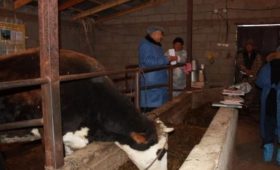 Фермеров КР приглашают на семинар по искусственному осеменению скота