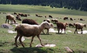 Экспорт и импорт животноводства в Кыргызстане за прошлый год