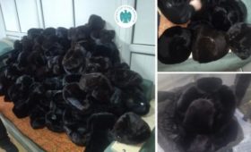 В Кыргызстан пытались незаконно импортировать 152 норковых шапок