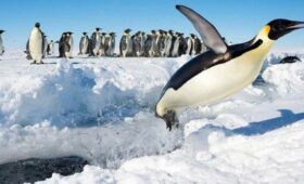Птичий грипп достиг Антарктиды и угрожает колониям пингвинов