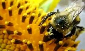 Фермерам выгодно опылять поля пчелами – это повышает урожайность
