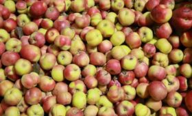 Ноокатские яблоки скоро будут на столах китайских потребителей