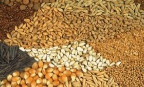 Минсельхоз КР объявил тендер на закупку семян пастбищных трав