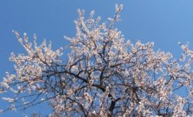 День 1 Февраля: В Кыргызстане в январе зацвели и яблони, и абрикосы