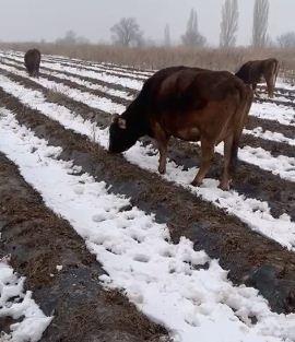 Родственник Сооронбая Жээнбекова хочет сделать крайними коров и баранов