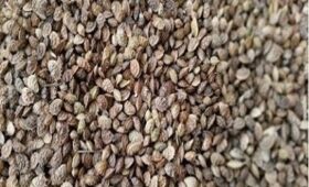 Для улучшения пастбищ КР из РФ закуплены 66452 кг семян эспарцета