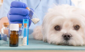 Профилактикой заболеваний эхинококкоза и альвеококкоза является правильное содержание домашних животных, – врач