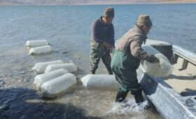 Сотрудники Тонского рыбзавода выпустили мальков сига-лудоги в Орто-Токой