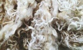 Минсельхоз Кыргызстана поможет вернуть китайских покупателей овечьей шерсти