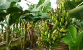 В Туркестанской области через месяц ждут первый урожай бананов
