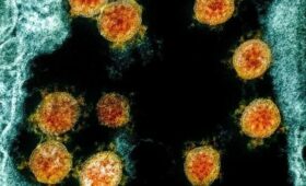 В Нидерландах умер пенсионер, перенесший 50 мутаций коронавируса. Он болел 613 дней
