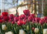 В Бишкеке  начали цвести тюльпаны