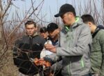 ФАО обучает фермеров Кыргызстана современным методам садоводства