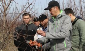 ФАО обучает фермеров Кыргызстана современным методам садоводства
