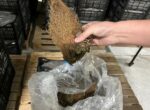 Таможня выявила незаконный ввоз почти 50 тонн саженцев земляники из Турции