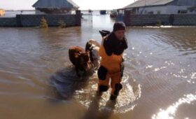 Из-за паводков в Казахстане пало более 5700 голов скота