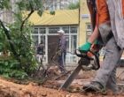 В Бишкеке  продолжают снос аварийных деревьев