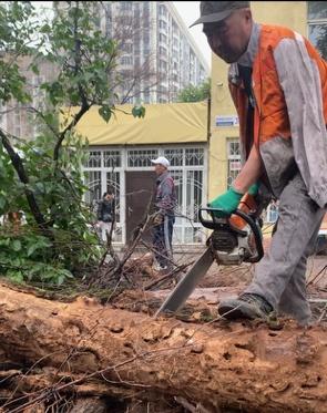 В Бишкеке  продолжают снос аварийных деревьев