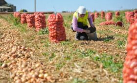 Фермерам Кыргызстана рекомендовали хранить свежий лук до стабилизации цен