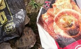За незаконный улов черепах кыргызстанца оштрафовали на 20 тысяч сомов