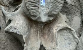 На Иссык-Куле нашли останки мамонта
