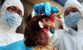 ВОЗ: В Мексике умер первый человек от птичьего гриппа H5N2