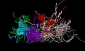 Нейробиологи создали ИИ-карту мозга: Она может помочь раскрыть тайны болезни Альцгеймера и аутизма