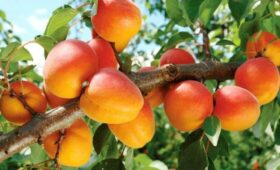 Кыргызстан будет экспортировать крупную партию абрикосов в Китай