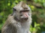 Милиция расследует инцидент с обезьяной, ранившей человека в ГУМе