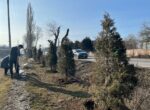 В Бишкеке  высадили 250 хвойных деревьев