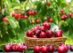 Минсельхоз рекомендует фермерам сажать черешню и смородину на одном участке
