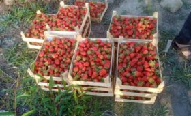 Клубнику из Ак-Турпана экспортируют в Россию и Казахстан