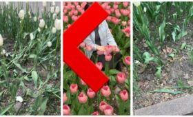 Мэрия столицы просит не топтать и не срывать тюльпаны