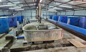 Минсельхоз Кыргызстана изучает водоемы на пригодность к разведению рыбы