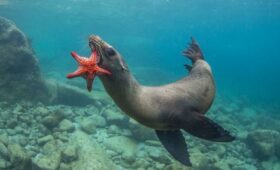 В России предложили запретить использовать морских млекопитающих в шоу