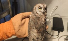 Кыргызстан впервые участвует в международном учёте сплюшек