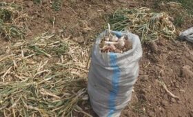 Фермер из Базар-Коргона собрал до 130 центнеров чеснока с гектара