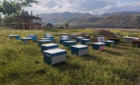 В Чаткале стартовал проект по производству натурального меда