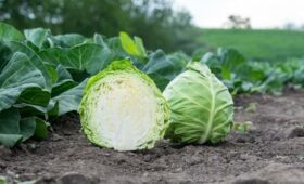 Впервые в Кыргызстан завезён влагоудерживающий суперабсорбент